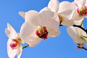 世界学生短跑跨校联赛：爆发力训练带来名次提升，世界短跑跨栏记录是多少